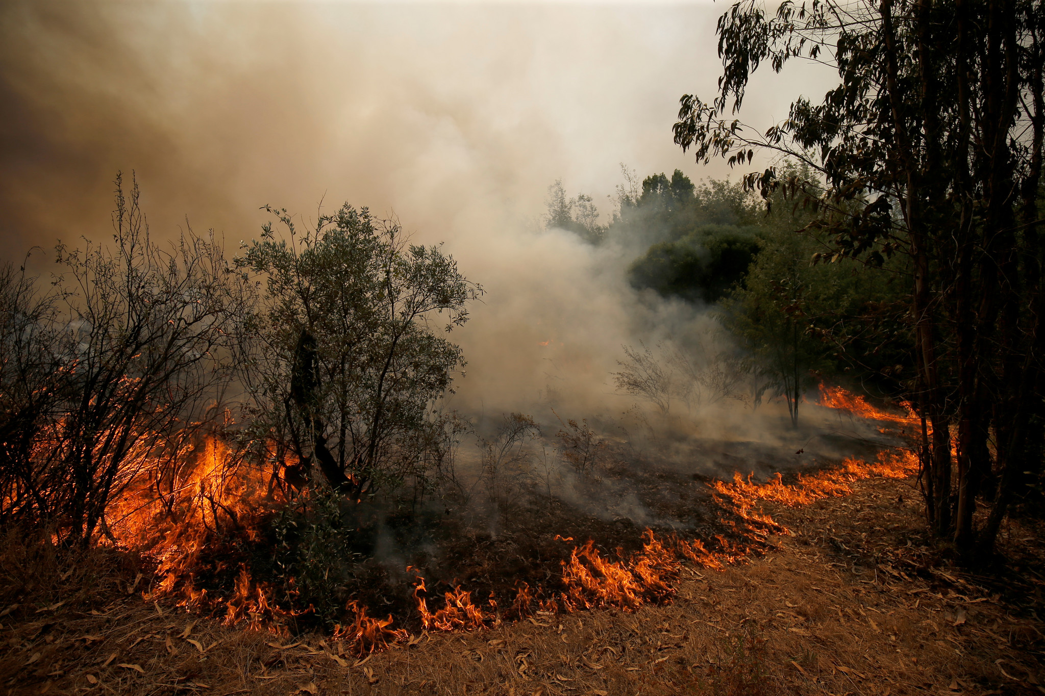 O leite é um antídoto do monóxido de carbono. Mito ou realidade? - Visão