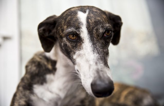 O mundo obscuro das corridas de galgos