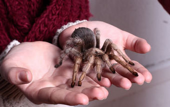 O museu está cheio de aranhas! 8