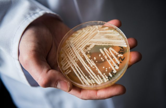 O que é o 'Candida auris', um fungo que pode matar e que se está a espalhar pelo mundo (e ninguém sabe, ainda, como travá-lo)