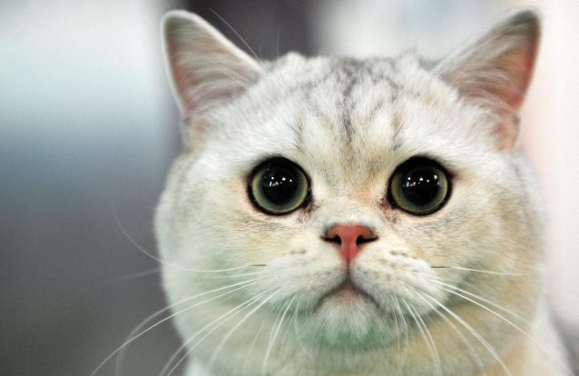 Dia Mundial do Gato: vídeo revela mitos sobre os bichanos