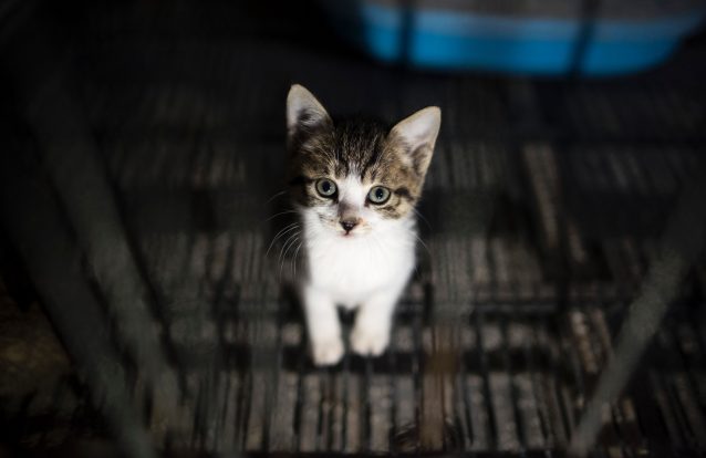 O que os gatos nos ensinam