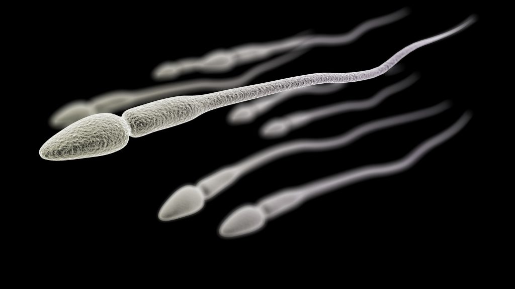 O "segredo" dos espermatozoides de que ninguém suspeitava: Têm a cauda em espiral