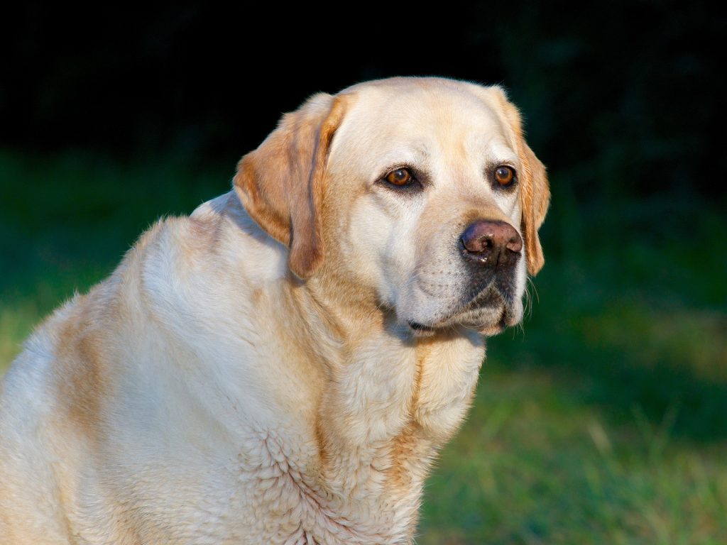 O seu Labrador é inteligente? Sim, mas é sobretudo ganancioso