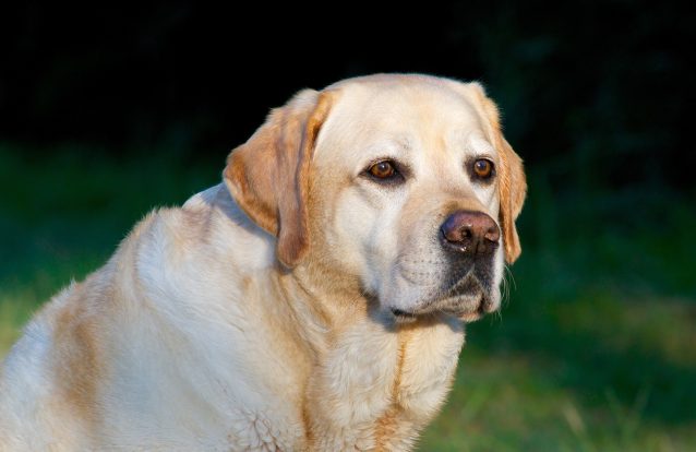 O seu Labrador é inteligente? Sim, mas é sobretudo ganancioso