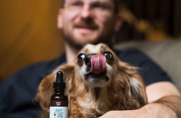 O uso de canábis medicinal está a chegar aos animais de companhia