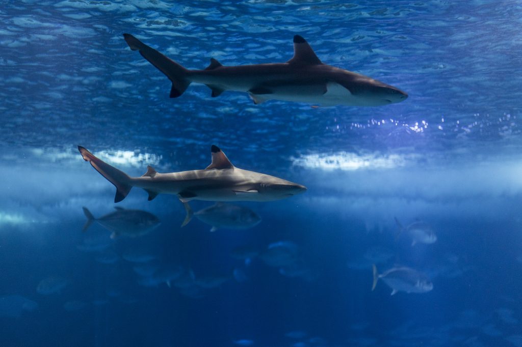 Oceanário de Lisboa tem dois novos tubarões