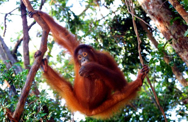 Óleo de palma associado à desflorestação vai ser proibido na Noruega