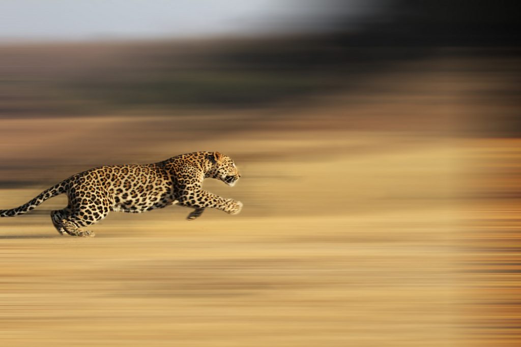 Os animais mais rápidos do mundo... tendo em conta o seu tamanho