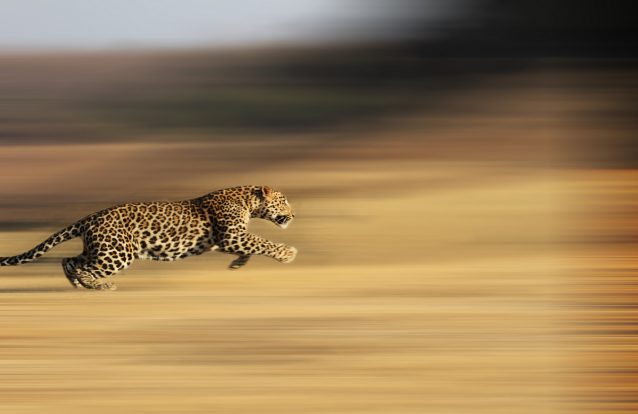 Os animais mais rápidos do mundo... tendo em conta o seu tamanho