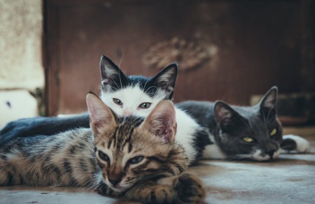 Os animais ou o ambiente?