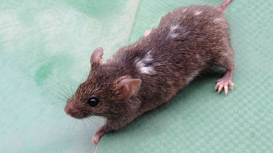 Os animais selvagens mudam de aparência se forem expostos a humanos frequentemente