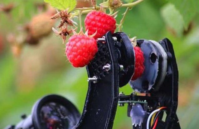 Os primeiros robôs capazes de substituir os trabalhadores agrícolas já estão a ser testados