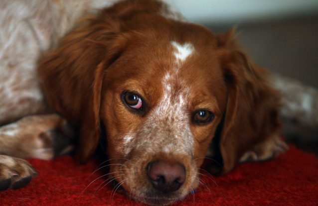 PAN quer lei mais dura nos maus-tratos a animais