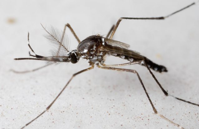 Para o caso de ter milhares de mosquitos para enviar por correio (vivos), esta é a melhor forma