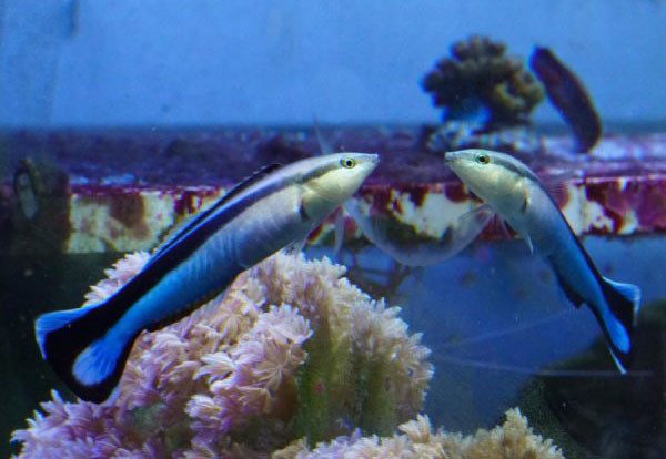 Peixes reconhecem-se a si próprios ao espelho? Parece que sim. Então, têm autoconsciência? Calma...