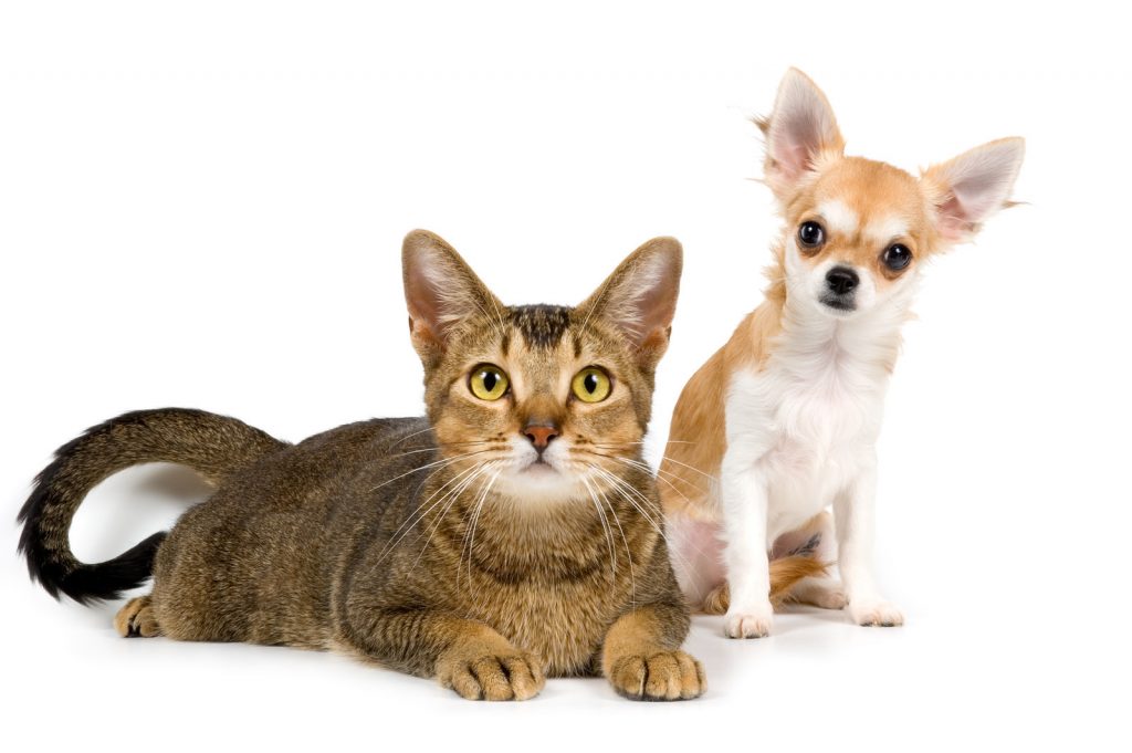 Pet Festival na FIL