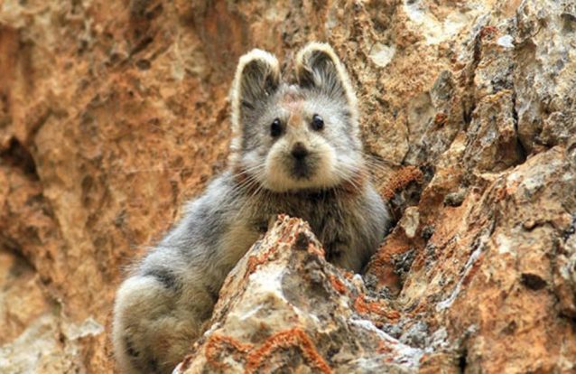 Pika de Ili: Os animais que serviram de inspiração ao Pikachu dos Pokémon