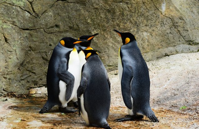 Pinguins da Antártida ameaçados por bactérias... humanas