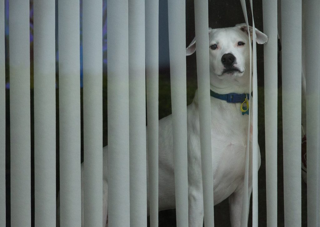 Polícia chamada a investigar suicídios de cães em Madrid
