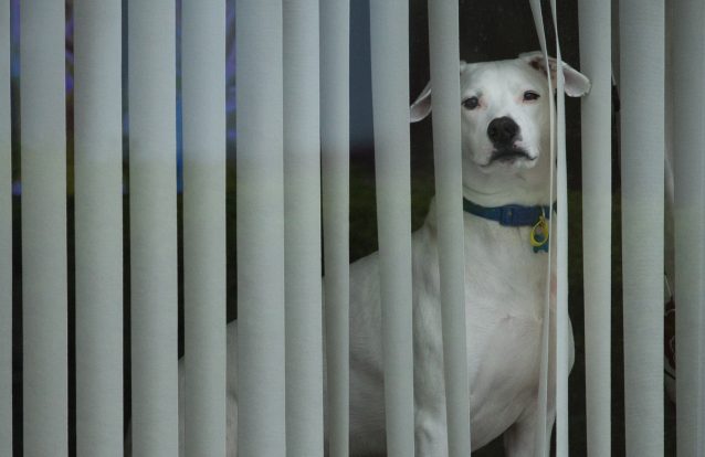 Polícia chamada a investigar suicídios de cães em Madrid