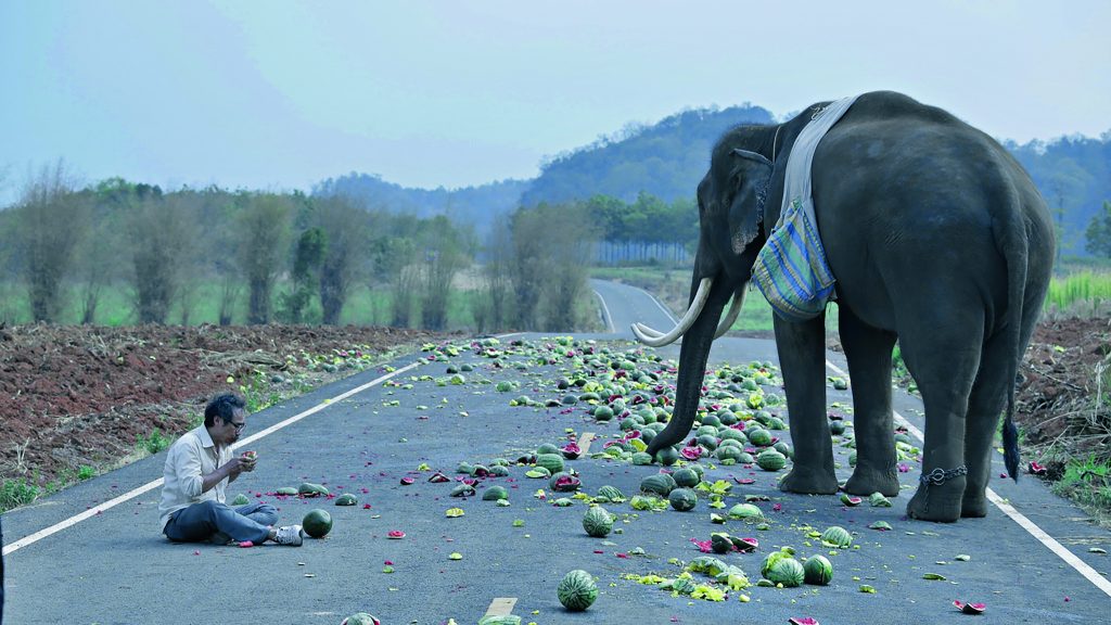 'Pop Aye': Um filme 'on the road' ao ritmo das passadas de um elefante