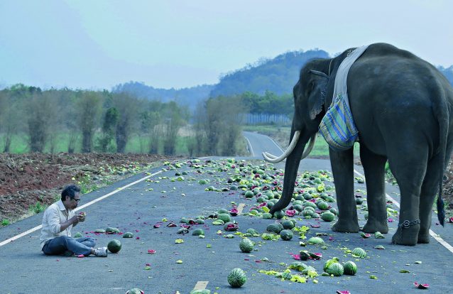 'Pop Aye': Um filme 'on the road' ao ritmo das passadas de um elefante