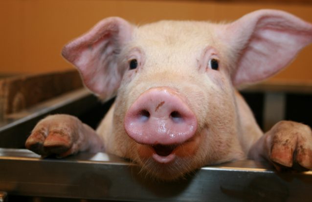 Porcos 'incubadores' de órgãos humanos para transplantes? Sim, os cientistas insistem