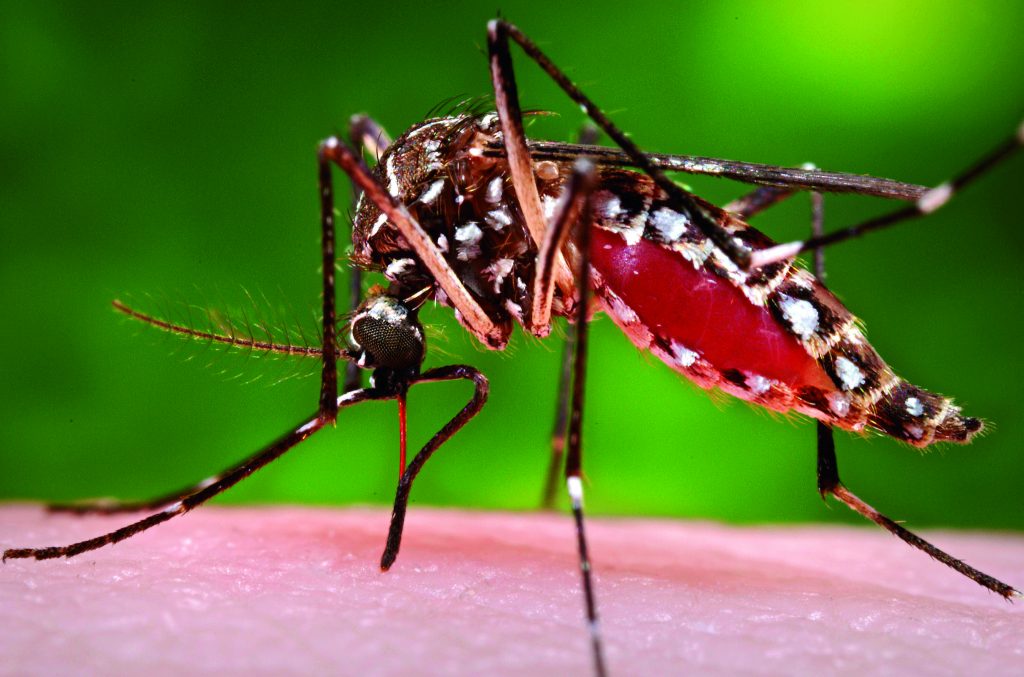 Porque é que há pessoas que são mais picadas pelos mosquitos do que outras?