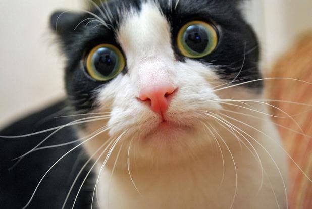 Porque é que os gatos são "estranhos", explicado por um cientista