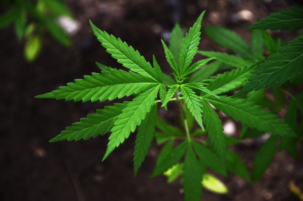 Portugal podia lucrar até 3,75 milhões por ano em impostos só em Lisboa, caso legalizasse a canábis