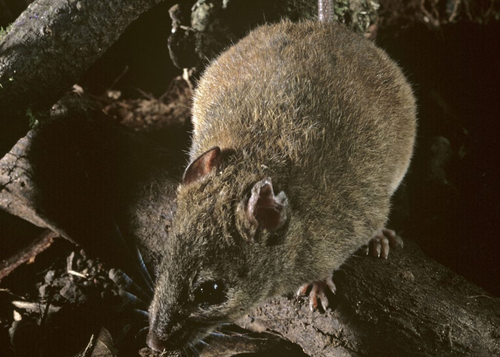 Primeiro mamífero que desapareceu devido a alterações climáticas foi oficialmente reconhecido como extinto