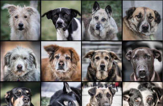 Qualquer que seja a raça do seu cão, ele é descendente do mesmo grupo de lobos