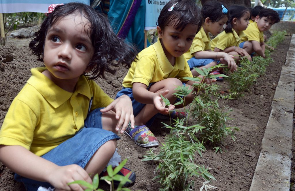Quase cinquenta milhões de árvores plantadas em 24 horas