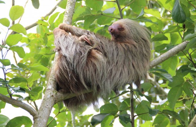 Que animais dão puns?