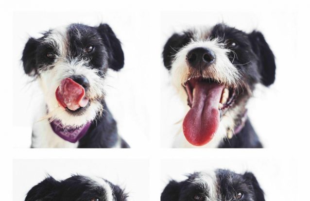 Quem disse que nos canis não há animais bonitos?