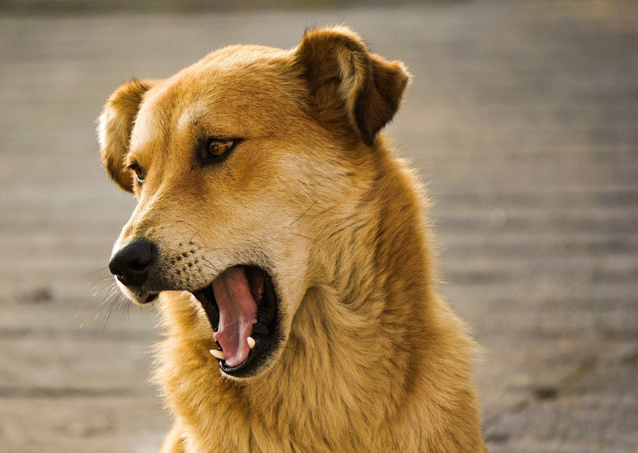 Quem tem medo compra um cão. E quem não quer sofrer do coração também