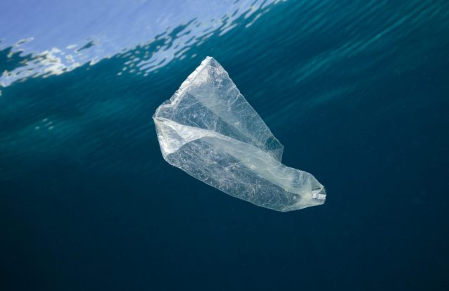 Químicos do plástico diluem-se nos Oceanos e afetam a vida marinha