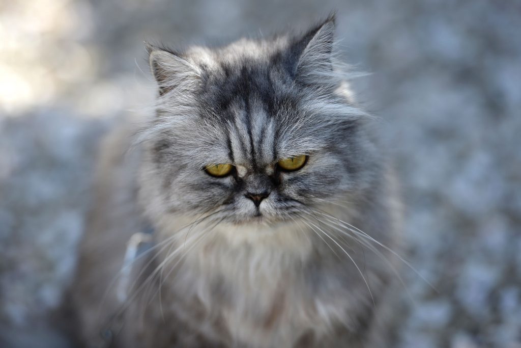 Registada primeira morte mundial por vírus raro transmitido por gato