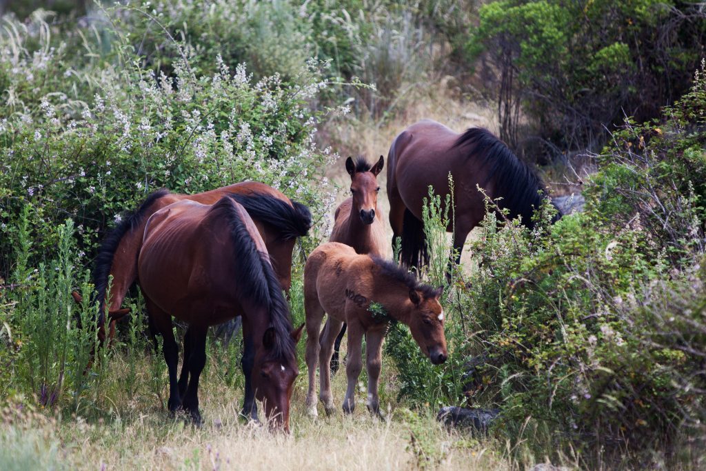Reserva da Faia Brava: África na Beira Interior