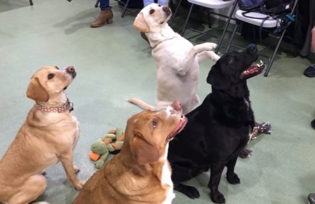 Reunião de cães após quatro anos de separação emociona redes sociais