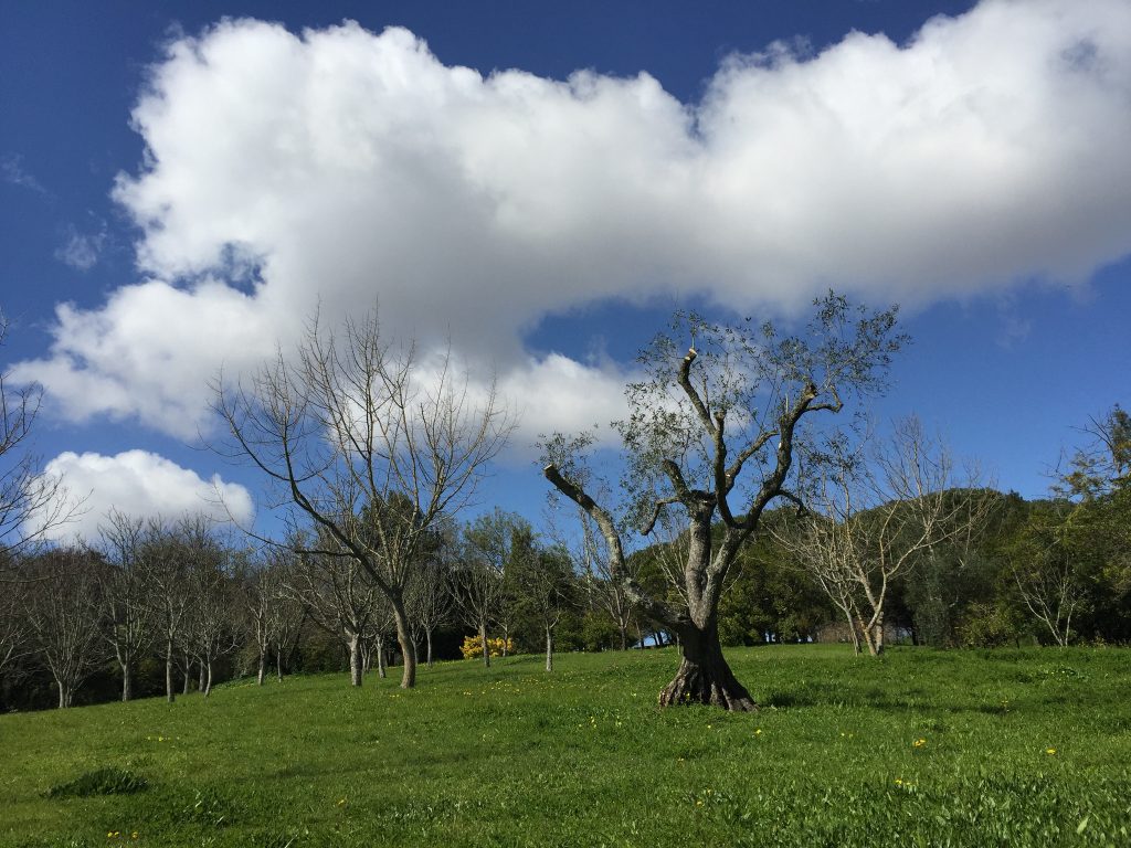 Revisitar os prados e as araucárias
