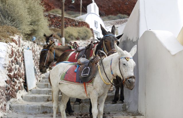 Santorini: Turistas muito pesados estão a fazer mal aos burros