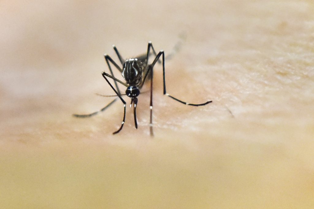 Surto de febre amarela em Angola preocupa OMS