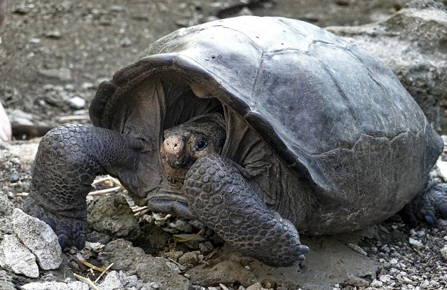 Tartaruga gigante das Galápagos que estava classificada como extinta foi descoberta depois de mais de um século