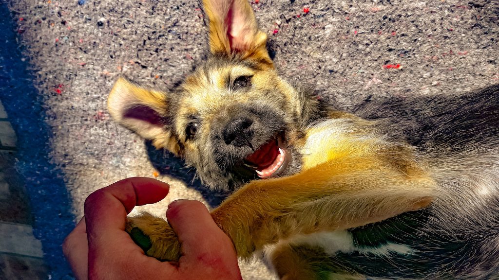 Ter um cão está associado a uma vida mais longa, sobretudo entre sobreviventes de ataques cardíacos e AVC
