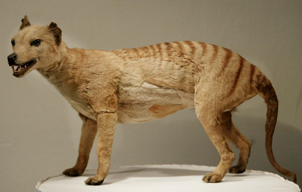 Tigre-da-tasmânia pode deixar de estar em extinção