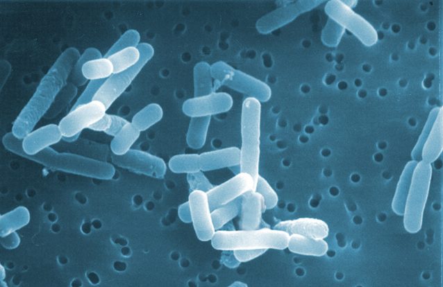 Tratamento à base de bactérias reverteu défices sociais do autismo em ratos