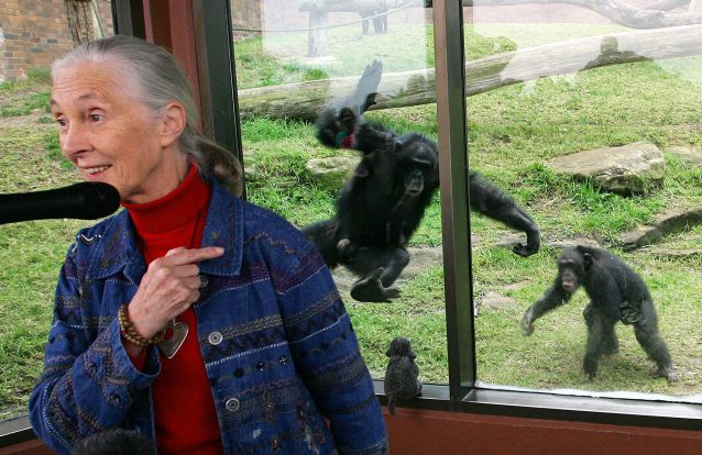 "Trump faz-me lembrar os machos chimpanzés e os seus rituais para dominar"