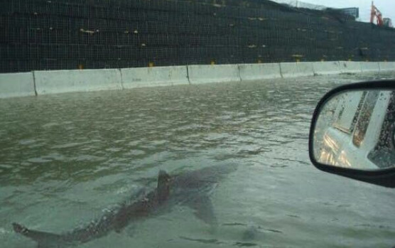 Tubarão aparece numa autoestrada em Houston mas a culpa não foi do Harvey. Foi do Photoshop